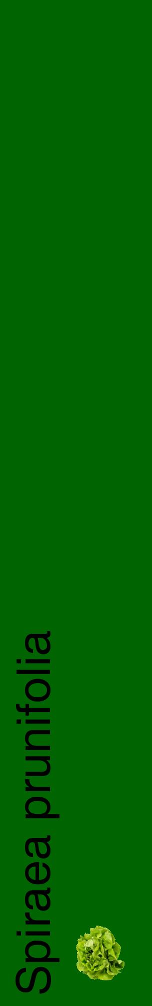 Étiquette de : Spiraea prunifolia - format c - style noire8_basiquehel avec comestibilité simplifiée
