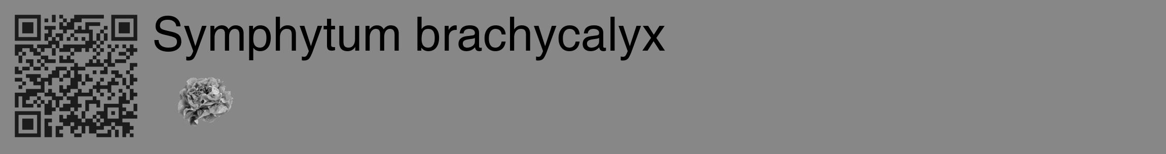 Étiquette de : Symphytum brachycalyx - format c - style noire12_basique_basiquehel avec qrcode et comestibilité simplifiée