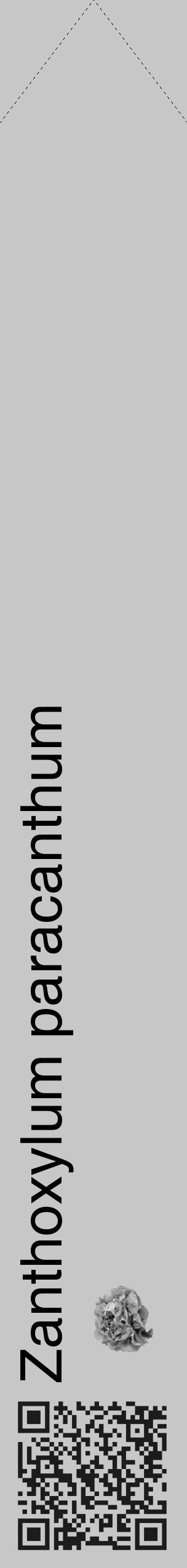 Étiquette de : Zanthoxylum paracanthum - format c - style noire15_simple_simplehel avec qrcode et comestibilité simplifiée - position verticale