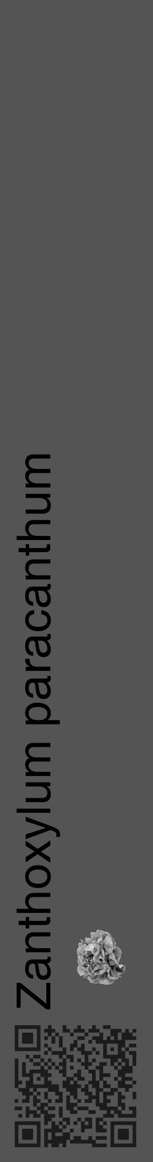 Étiquette de : Zanthoxylum paracanthum - format c - style noire30_basique_basiquehel avec qrcode et comestibilité simplifiée - position verticale