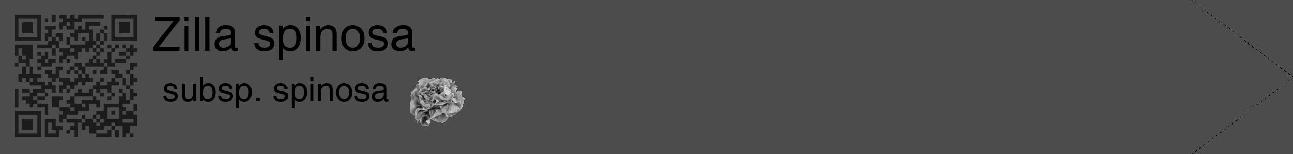 Étiquette de : Zilla spinosa subsp. spinosa - format c - style noire27_simple_simplehel avec qrcode et comestibilité simplifiée