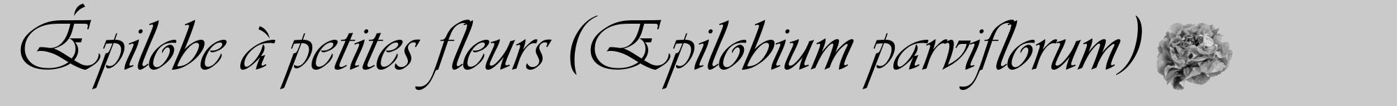 Étiquette de : Epilobium parviflorum - format a - style noire21viv avec comestibilité simplifiée