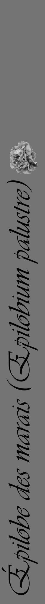 Étiquette de : Epilobium palustre - format a - style noire26viv avec comestibilité simplifiée - position verticale