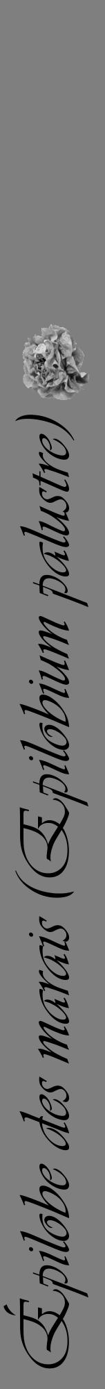 Étiquette de : Epilobium palustre - format a - style noire31viv avec comestibilité simplifiée - position verticale