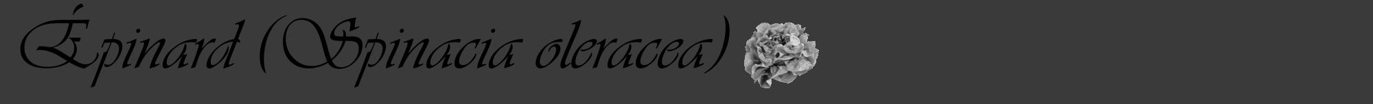 Étiquette de : Spinacia oleracea - format a - style noire8viv avec comestibilité simplifiée
