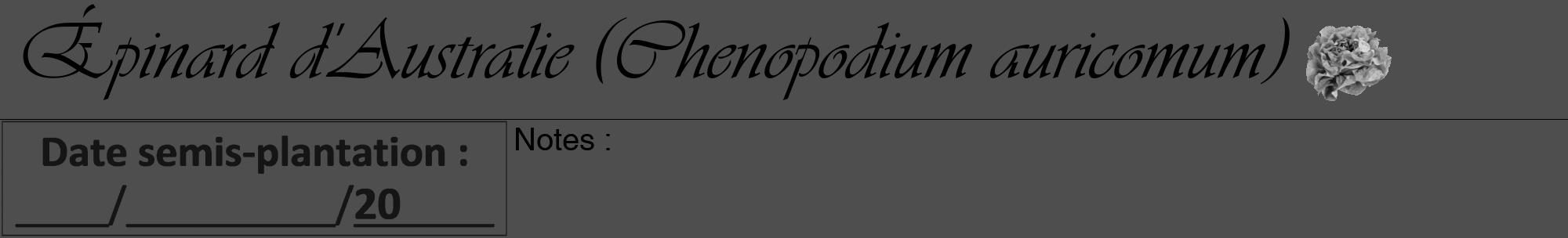 Étiquette de : Chenopodium auricomum - format a - style noire33viv avec comestibilité simplifiée