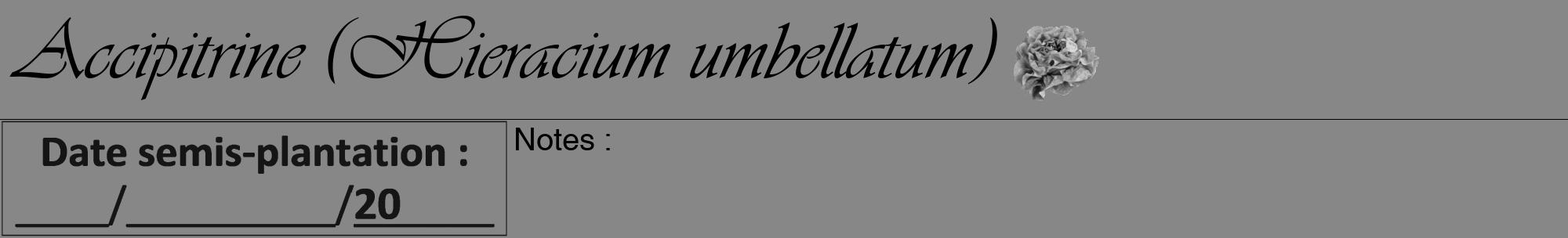Étiquette de : Hieracium umbellatum - format a - style noire12viv avec comestibilité simplifiée