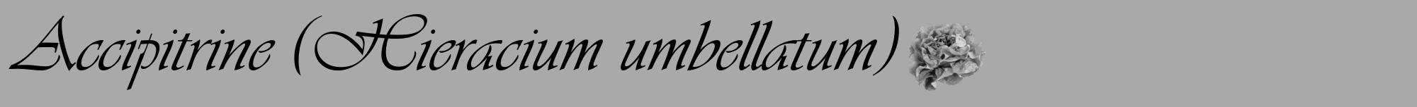 Étiquette de : Hieracium umbellatum - format a - style noire13basiqueviv avec comestibilité simplifiée