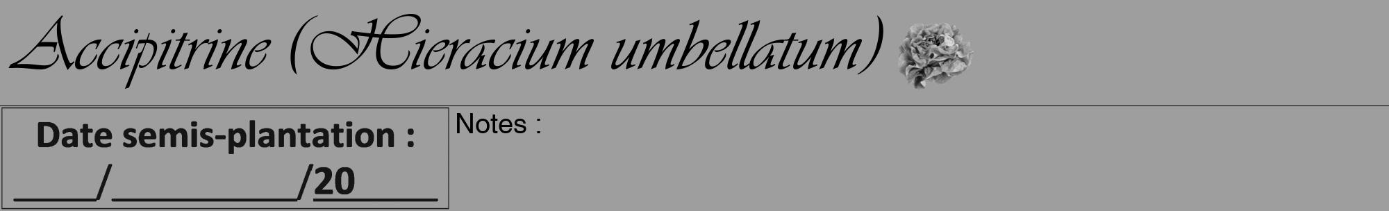 Étiquette de : Hieracium umbellatum - format a - style noire23viv avec comestibilité simplifiée