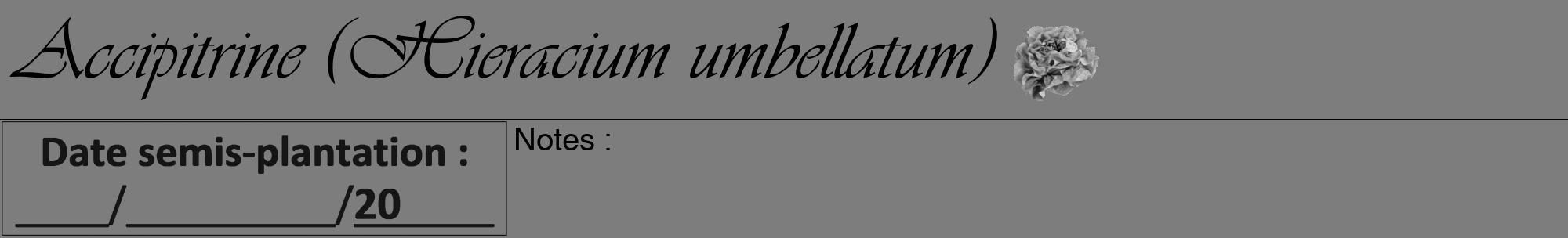 Étiquette de : Hieracium umbellatum - format a - style noire35viv avec comestibilité simplifiée