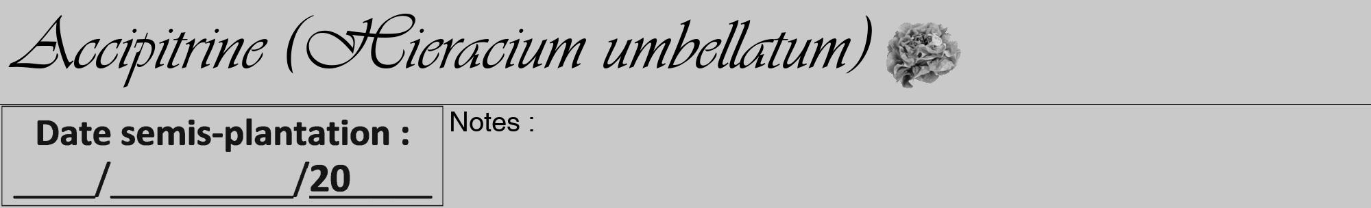 Étiquette de : Hieracium umbellatum - format a - style noire54viv avec comestibilité simplifiée
