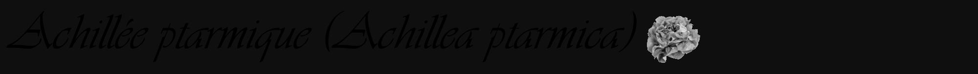 Étiquette de : Achillea ptarmica - format a - style noire7viv avec comestibilité simplifiée