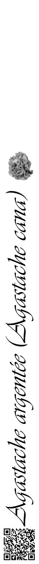 Étiquette de : Agastache cana - format a - style noire60viv avec qrcode et comestibilité simplifiée - position verticale