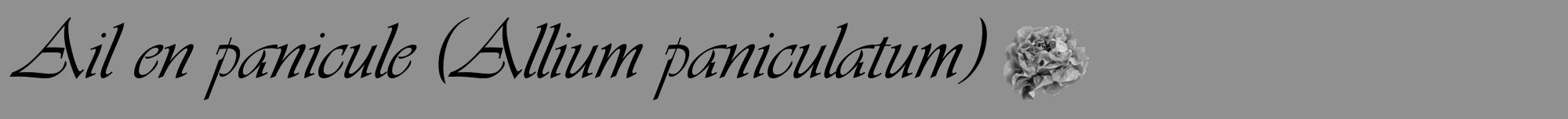 Étiquette de : Allium paniculatum - format a - style noire4viv avec comestibilité simplifiée