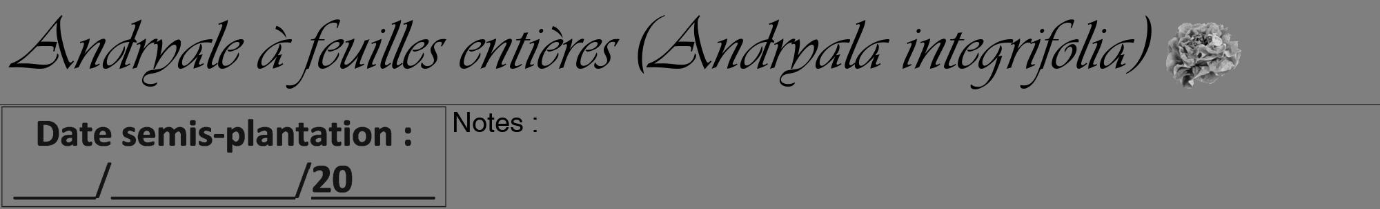 Étiquette de : Andryala integrifolia - format a - style noire31viv avec comestibilité simplifiée