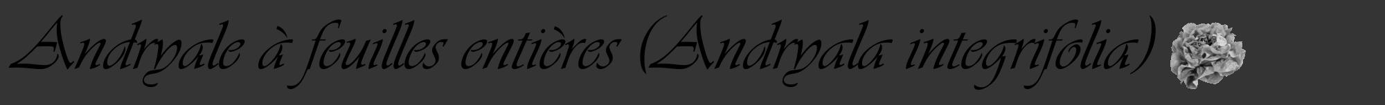 Étiquette de : Andryala integrifolia - format a - style noire46viv avec comestibilité simplifiée