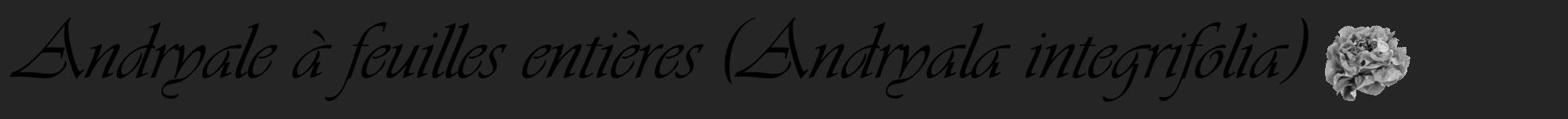 Étiquette de : Andryala integrifolia - format a - style noire47viv avec comestibilité simplifiée