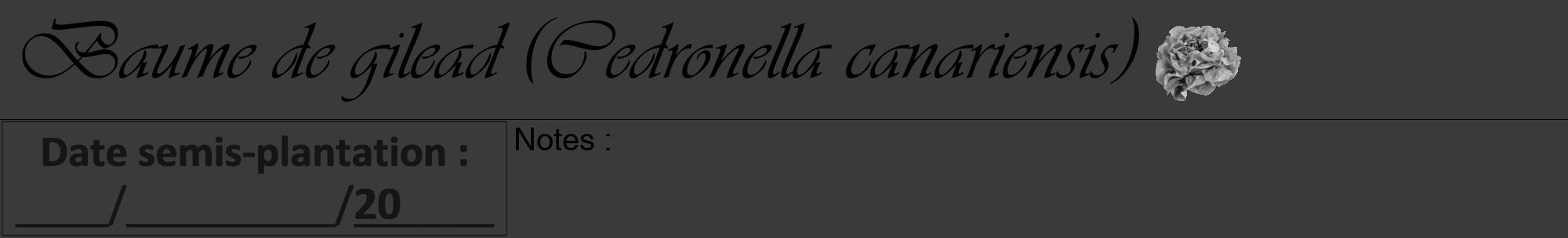 Étiquette de : Cedronella canariensis - format a - style noire8viv avec comestibilité simplifiée