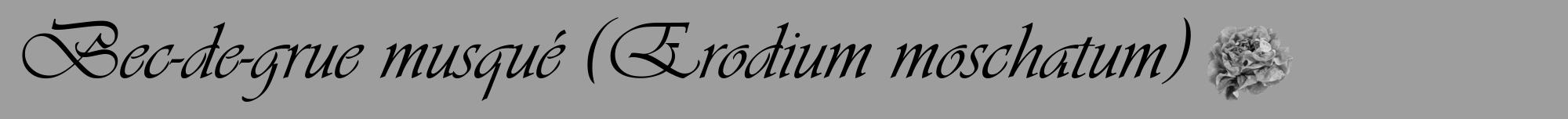 Étiquette de : Erodium moschatum - format a - style noire23viv avec comestibilité simplifiée