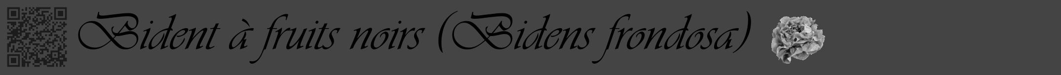 Étiquette de : Bidens frondosa - format a - style noire48viv avec qrcode et comestibilité simplifiée