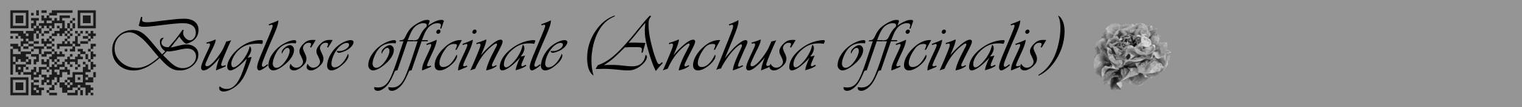 Étiquette de : Anchusa officinalis - format a - style noire16viv avec qrcode et comestibilité simplifiée