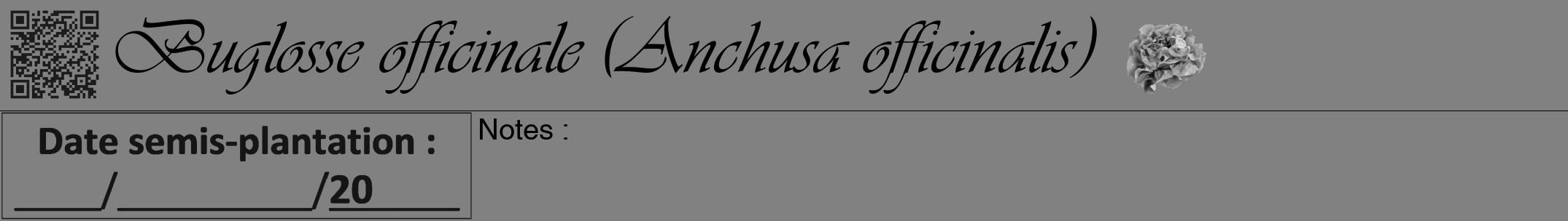 Étiquette de : Anchusa officinalis - format a - style noire50viv avec qrcode et comestibilité simplifiée