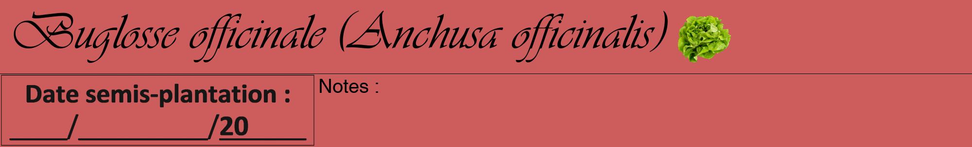 Étiquette de : Anchusa officinalis - format a - style noire35viv avec comestibilité simplifiée