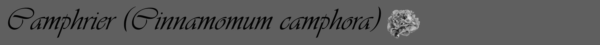 Étiquette de : Cinnamomum camphora - format a - style noire10viv avec comestibilité simplifiée