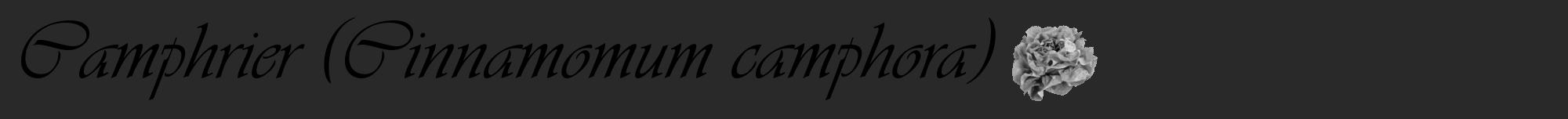 Étiquette de : Cinnamomum camphora - format a - style noire34viv avec comestibilité simplifiée