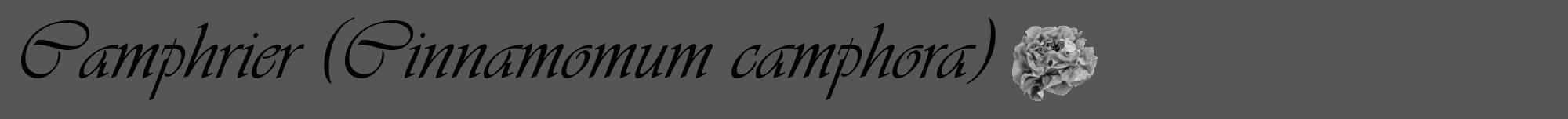 Étiquette de : Cinnamomum camphora - format a - style noire45viv avec comestibilité simplifiée
