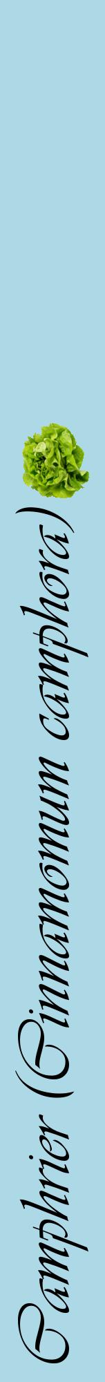 Étiquette de : Cinnamomum camphora - format a - style noire0viv avec comestibilité simplifiée
