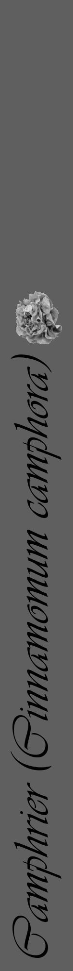 Étiquette de : Cinnamomum camphora - format a - style noire10viv avec comestibilité simplifiée - position verticale