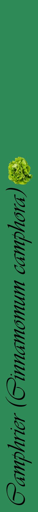 Étiquette de : Cinnamomum camphora - format a - style noire11viv avec comestibilité simplifiée