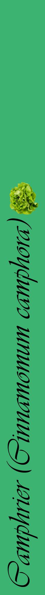 Étiquette de : Cinnamomum camphora - format a - style noire12viv avec comestibilité simplifiée