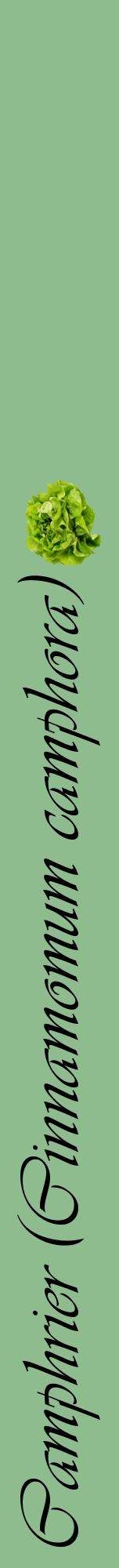 Étiquette de : Cinnamomum camphora - format a - style noire13viv avec comestibilité simplifiée