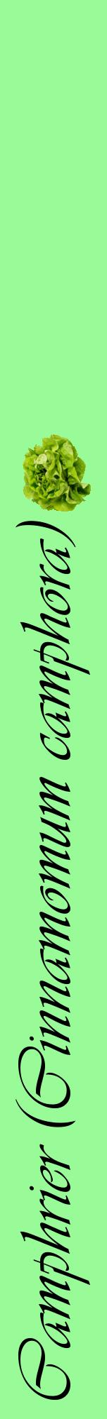 Étiquette de : Cinnamomum camphora - format a - style noire14viv avec comestibilité simplifiée