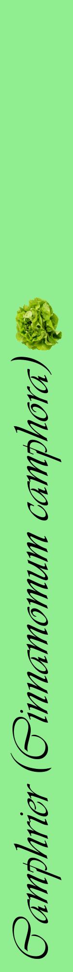 Étiquette de : Cinnamomum camphora - format a - style noire15viv avec comestibilité simplifiée