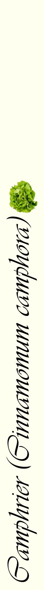 Étiquette de : Cinnamomum camphora - format a - style noire19viv avec comestibilité simplifiée