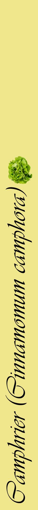 Étiquette de : Cinnamomum camphora - format a - style noire20viv avec comestibilité simplifiée
