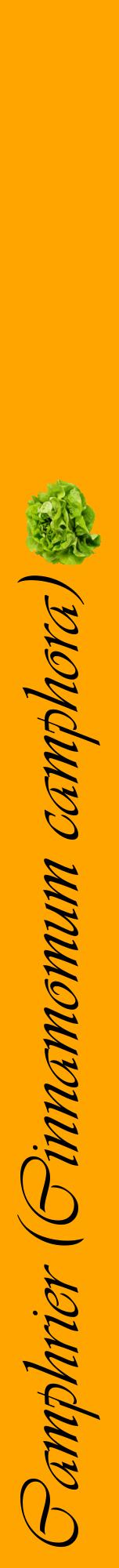 Étiquette de : Cinnamomum camphora - format a - style noire22viv avec comestibilité simplifiée