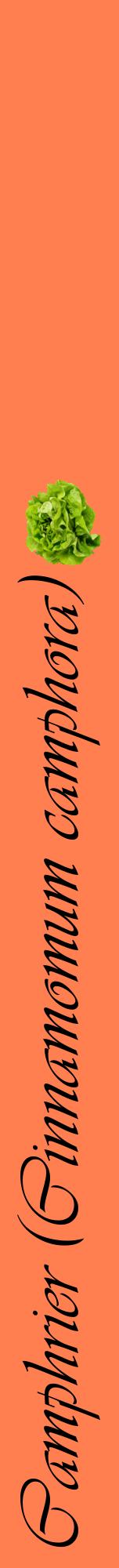 Étiquette de : Cinnamomum camphora - format a - style noire24viv avec comestibilité simplifiée