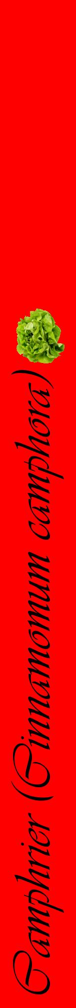 Étiquette de : Cinnamomum camphora - format a - style noire27viv avec comestibilité simplifiée