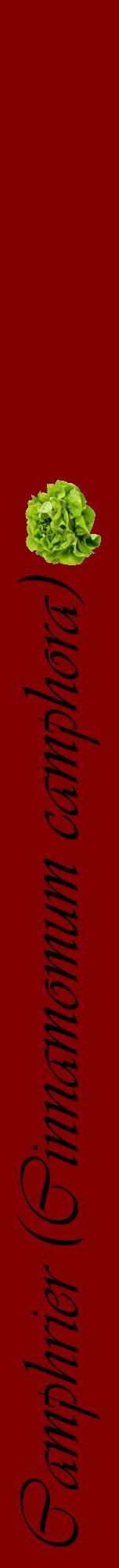 Étiquette de : Cinnamomum camphora - format a - style noire29viv avec comestibilité simplifiée