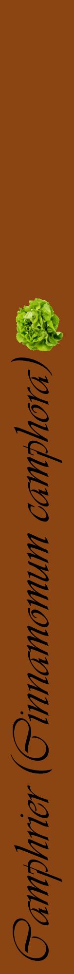 Étiquette de : Cinnamomum camphora - format a - style noire30viv avec comestibilité simplifiée