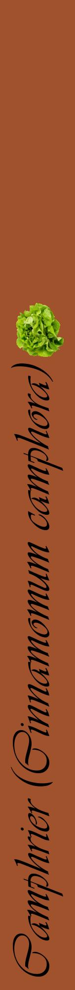 Étiquette de : Cinnamomum camphora - format a - style noire32viv avec comestibilité simplifiée