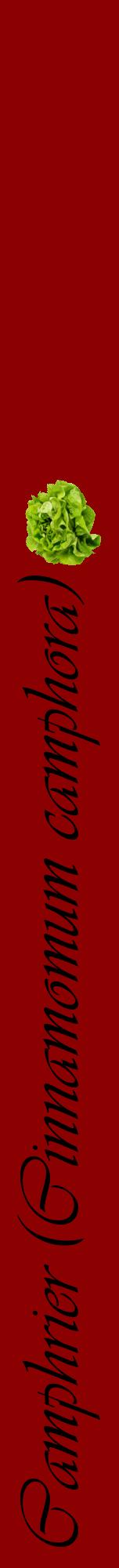 Étiquette de : Cinnamomum camphora - format a - style noire34viv avec comestibilité simplifiée