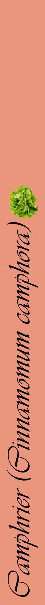 Étiquette de : Cinnamomum camphora - format a - style noire37viv avec comestibilité simplifiée