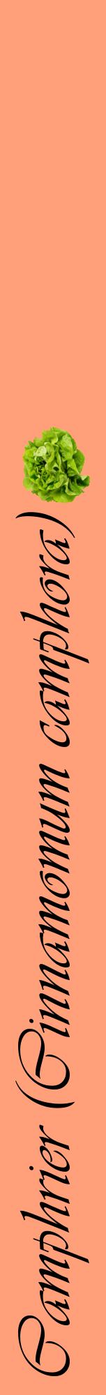 Étiquette de : Cinnamomum camphora - format a - style noire39viv avec comestibilité simplifiée