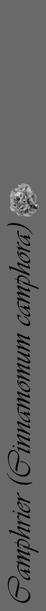 Étiquette de : Cinnamomum camphora - format a - style noire51viv avec comestibilité simplifiée - position verticale