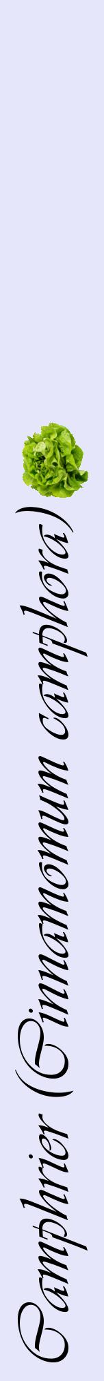 Étiquette de : Cinnamomum camphora - format a - style noire55viv avec comestibilité simplifiée